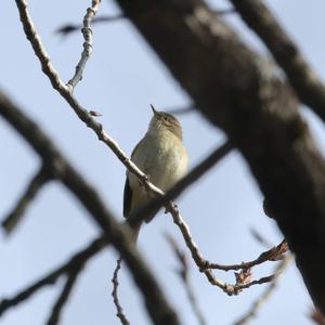 Common Chiffchaff