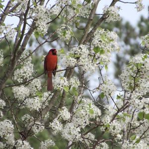 Northern Cardinal