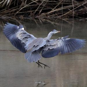 Grey Heron