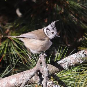 Crested Tit