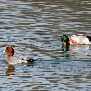 Eurasian Wigeon