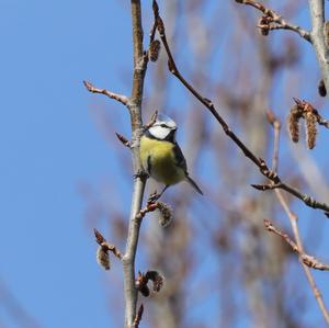 Blue Tit