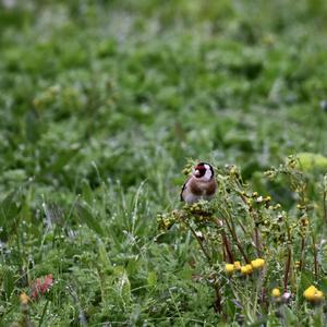 European Goldfinch