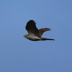 Eurasian Sparrowhawk