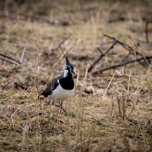 Northern Lapwing