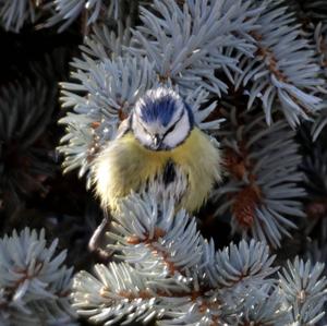 Blue Tit