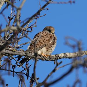 Common Kestrel