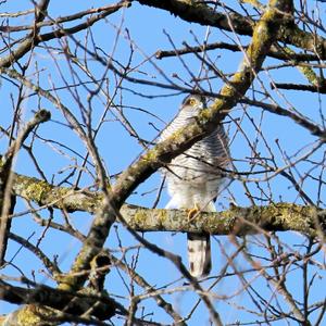 Northern Goshawk