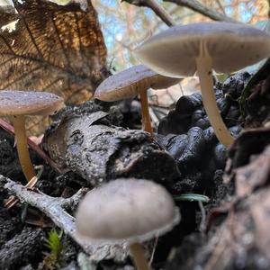 Spruce-cone Toadstool