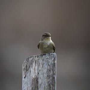 Common Chiffchaff