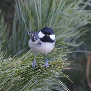 Coal Tit