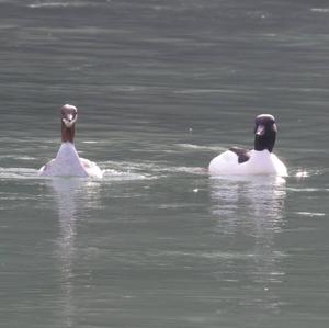 Common Merganser