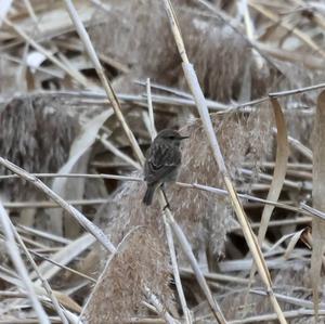 European stonechat