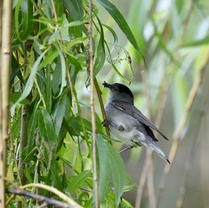 Blackcap