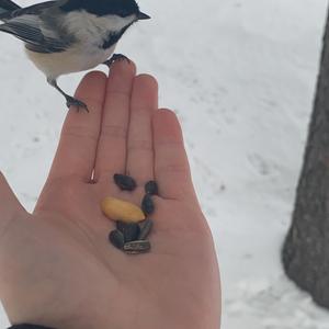 Coal Tit