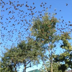 Common Starling