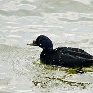 Common Scoter