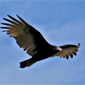 Turkey Vulture