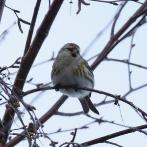 Common Redpoll