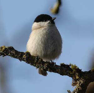 Marsh Tit