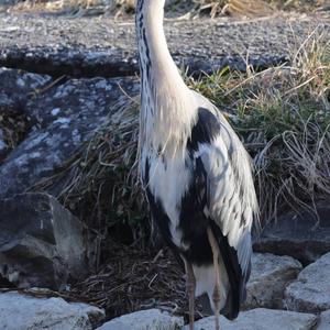 Grey Heron