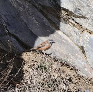 Rock Bunting