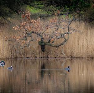 Red-necked Grebe