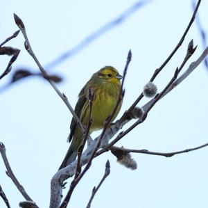 Yellowhammer