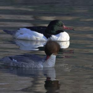 Common Merganser