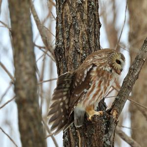 Northern Saw-whet Owl