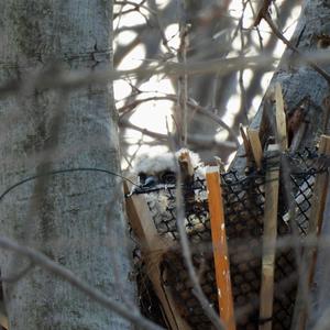 Great Horned Owl