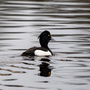 Tufted Duck