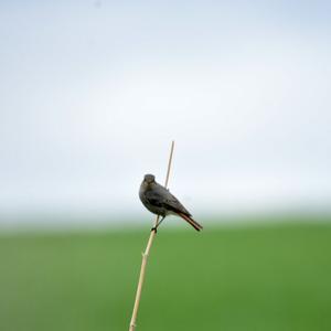 Black Redstart