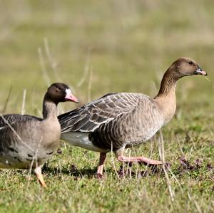 Pink-footed Goose