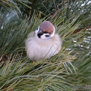 Eurasian Tree Sparrow