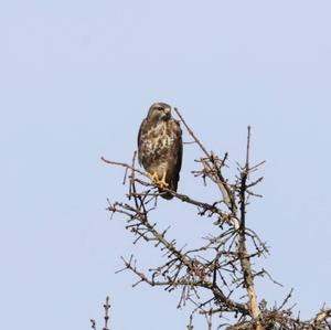 Mäusebussard