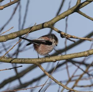 Long-tailed Tit