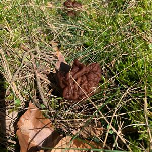 Conifer False Morel