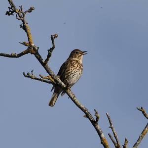 Song Thrush