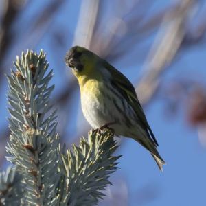 Eurasian Siskin