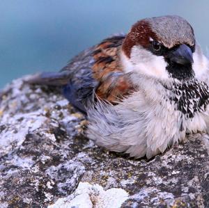 House Sparrow