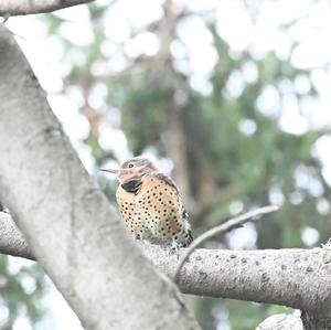 Northern Flicker