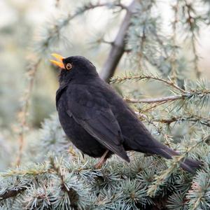 Eurasian Blackbird