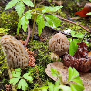 Black Morel