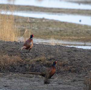 Common Pheasant