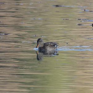 Gadwall