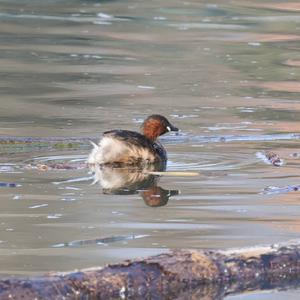 Little Grebe