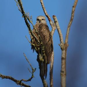 Black Kite