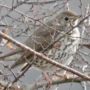 Song Thrush