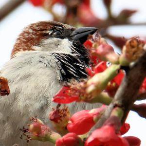 House Sparrow